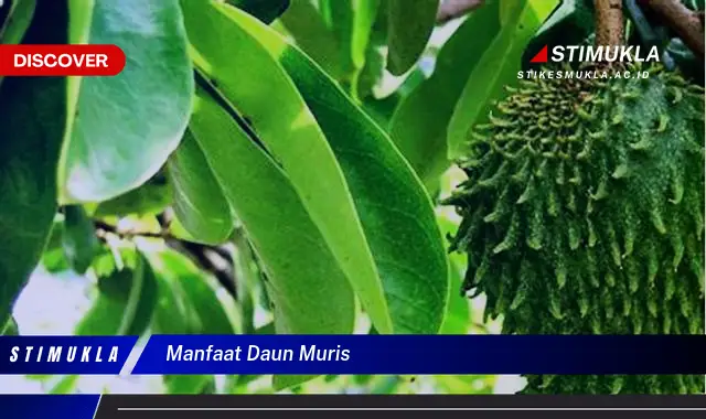 manfaat daun muris