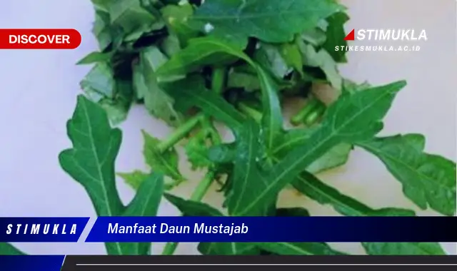 manfaat daun mustajab