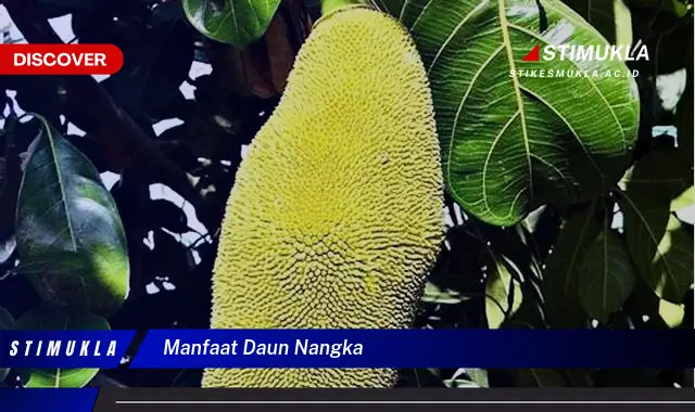 manfaat daun nangka