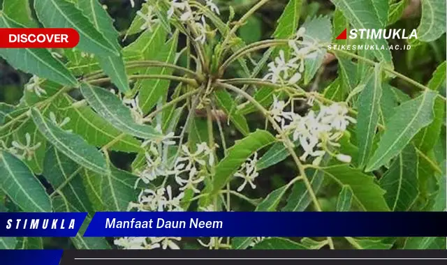 manfaat daun neem