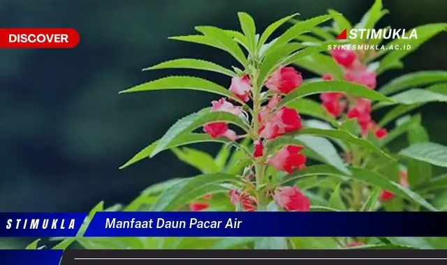 manfaat daun pacar air