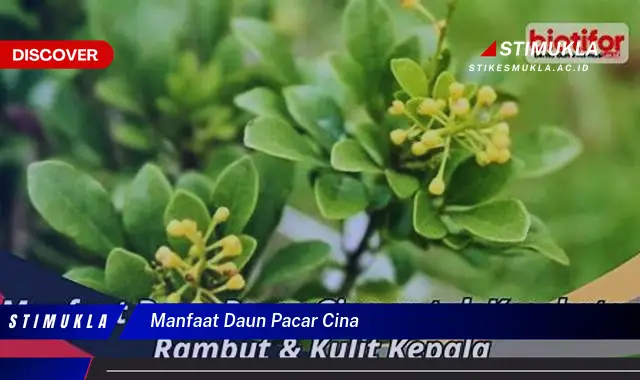 manfaat daun pacar cina