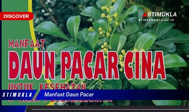 manfaat daun pacar