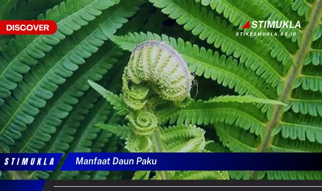 manfaat daun paku