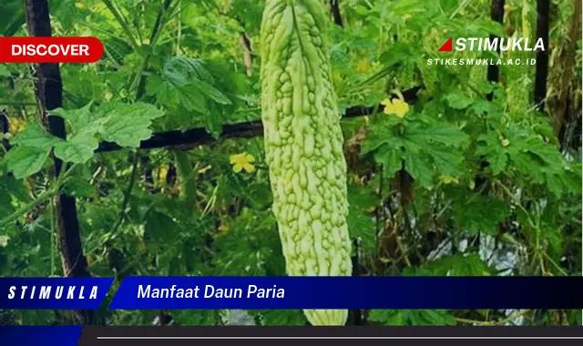 manfaat daun paria