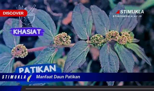 manfaat daun patikan