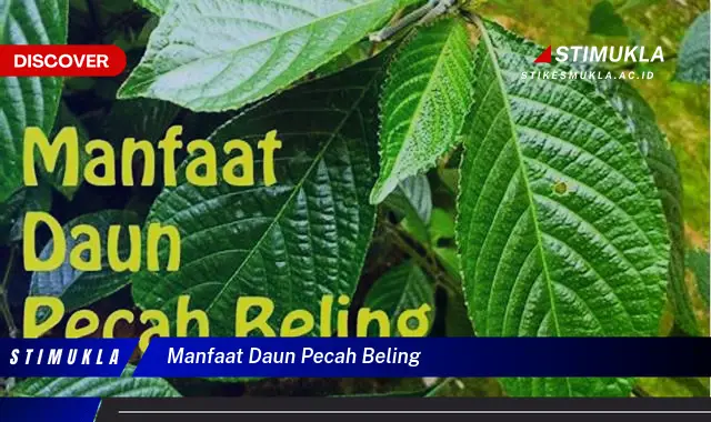 manfaat daun pecah beling