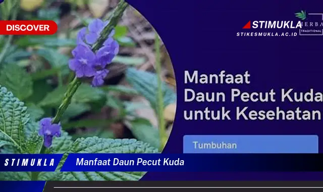 manfaat daun pecut kuda