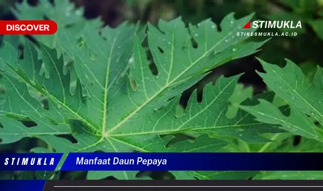 manfaat daun pepaya