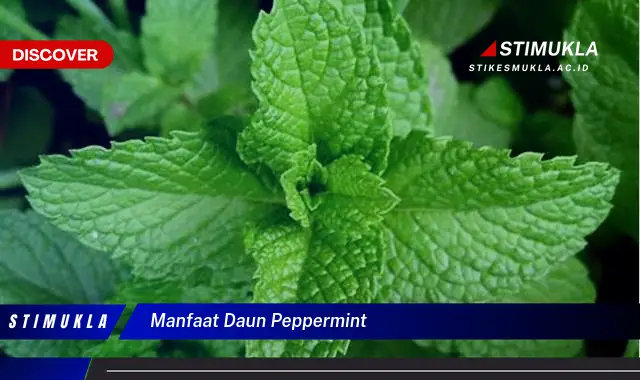 manfaat daun peppermint