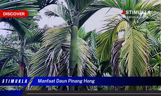 manfaat daun pinang hong