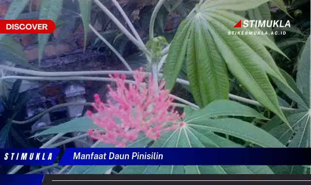 manfaat daun pinisilin