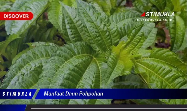 manfaat daun pohpohan