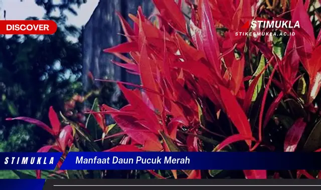 manfaat daun pucuk merah