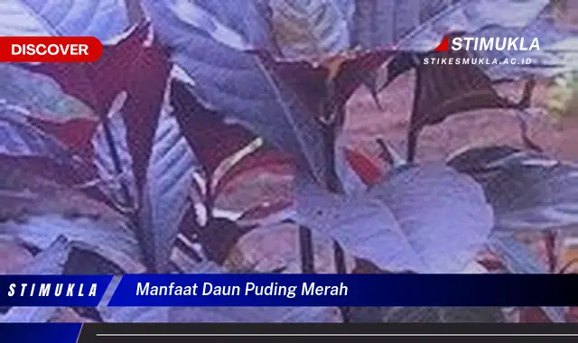 manfaat daun puding merah