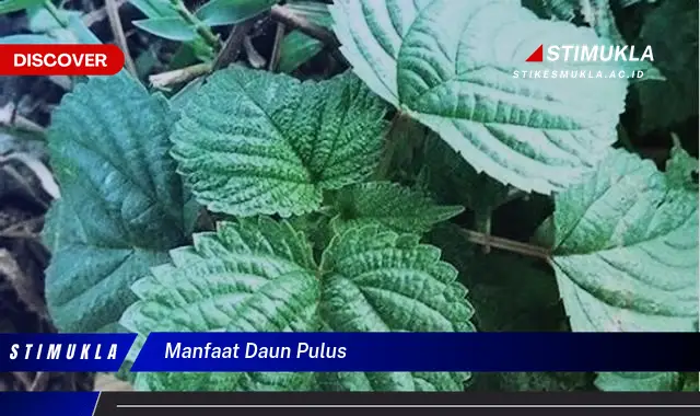 manfaat daun pulus