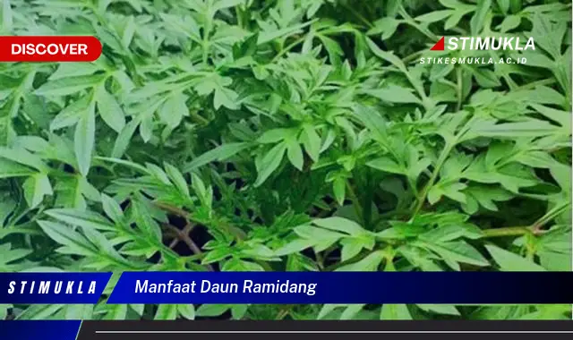 manfaat daun ramidang