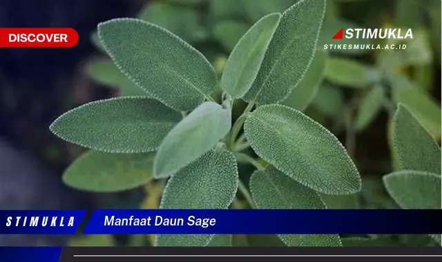 manfaat daun sage