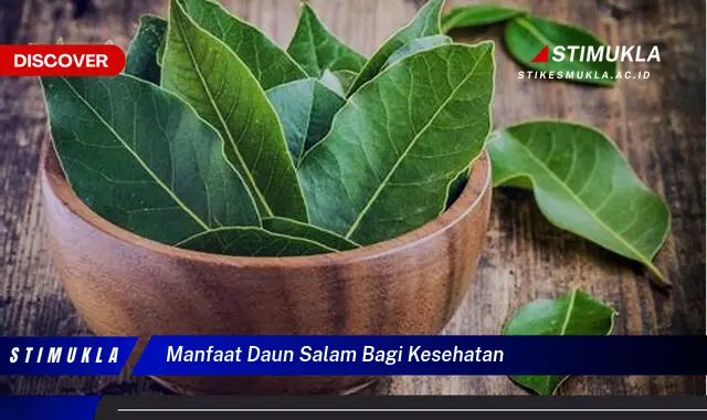 manfaat daun salam bagi kesehatan