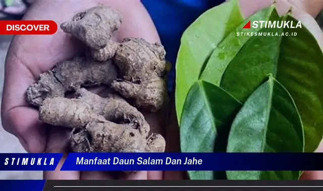 manfaat daun salam dan jahe