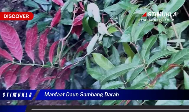 manfaat daun sambang darah