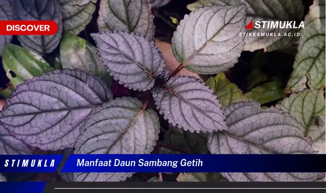 manfaat daun sambang getih