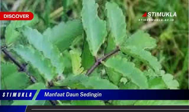 manfaat daun sedingin