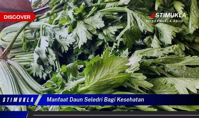 manfaat daun seledri bagi kesehatan