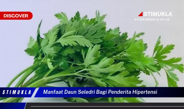 manfaat daun seledri bagi penderita hipertensi