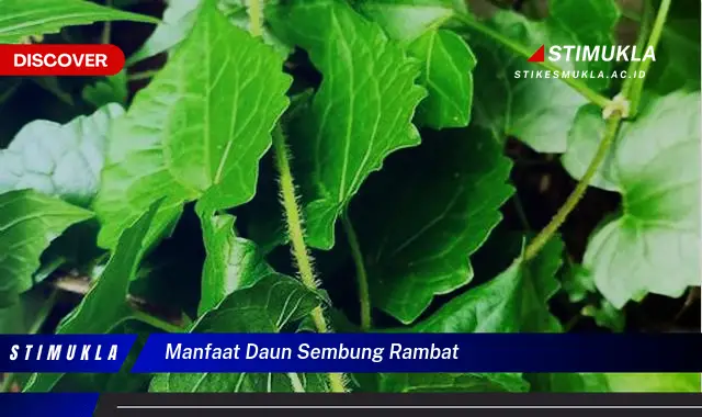 manfaat daun sembung rambat