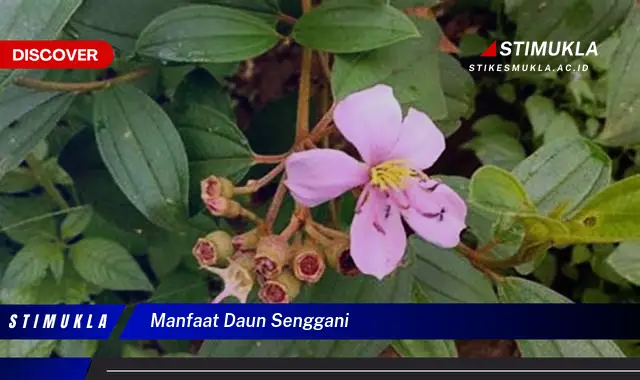 manfaat daun senggani