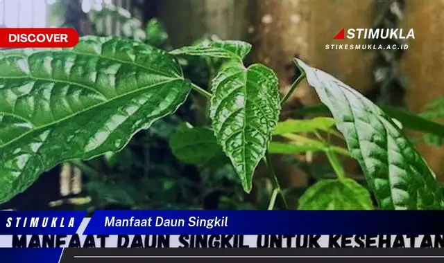 manfaat daun singkil