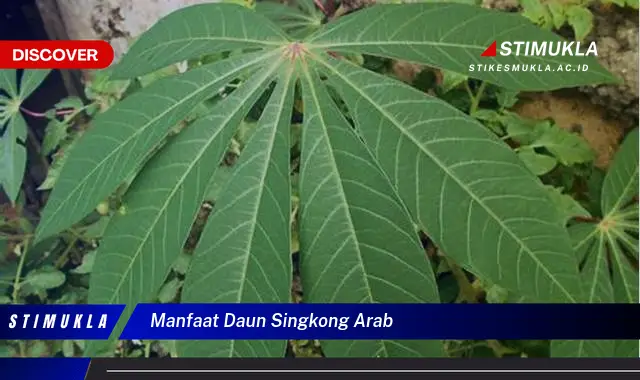 manfaat daun singkong arab