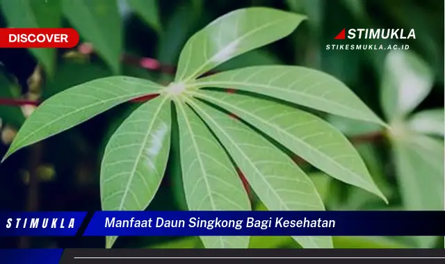 manfaat daun singkong bagi kesehatan