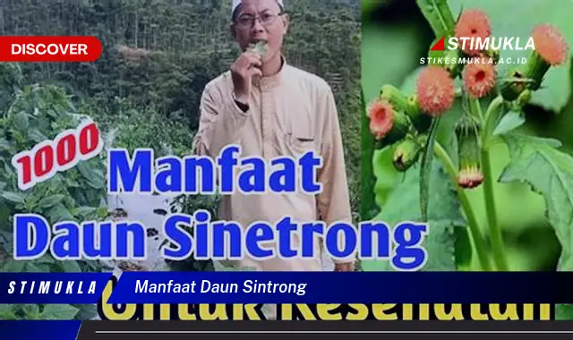 manfaat daun sintrong