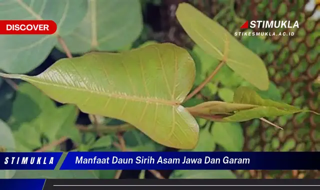 manfaat daun sirih asam jawa dan garam