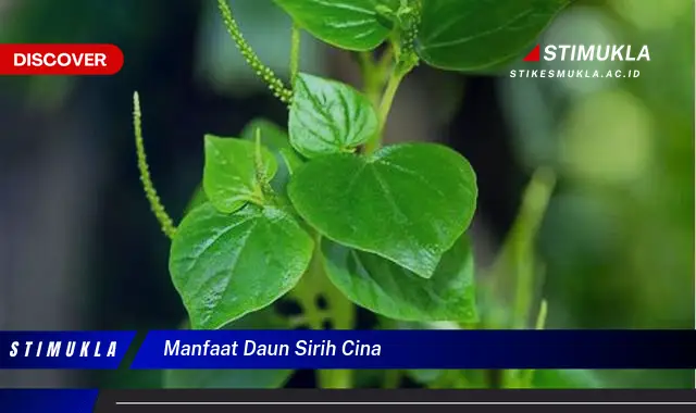 manfaat daun sirih cina