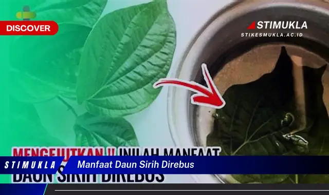manfaat daun sirih direbus