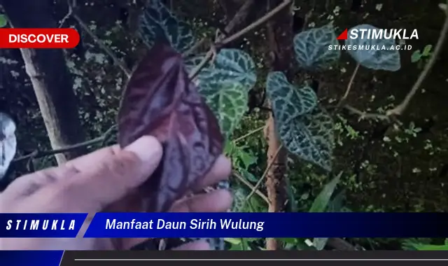 manfaat daun sirih wulung