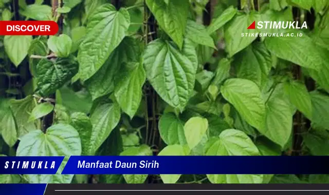 manfaat daun sirih