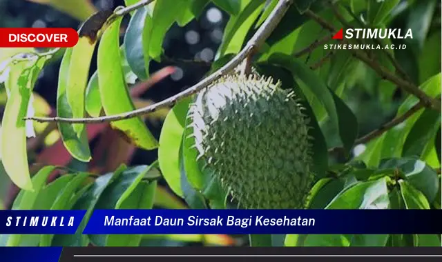 manfaat daun sirsak bagi kesehatan