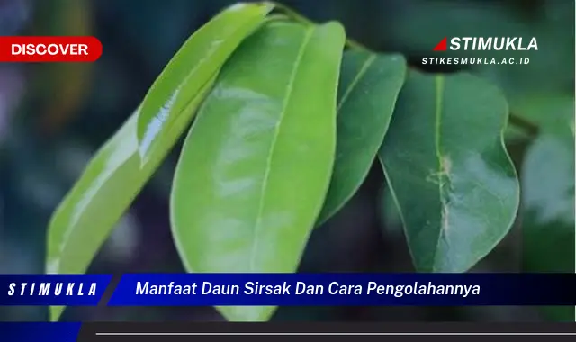 manfaat daun sirsak dan cara pengolahannya