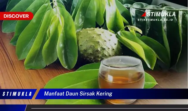 manfaat daun sirsak kering