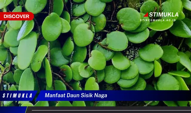 manfaat daun sisik naga