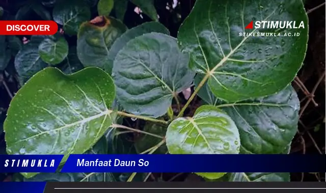 manfaat daun so