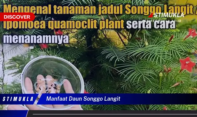 manfaat daun songgo langit