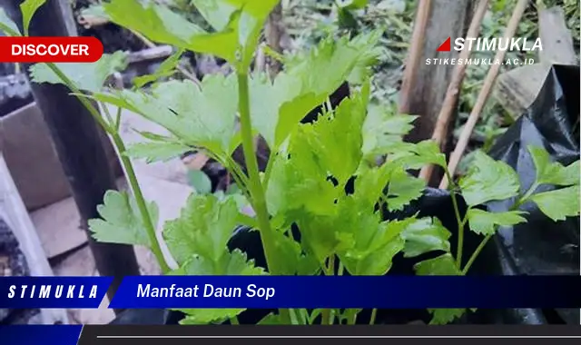 manfaat daun sop