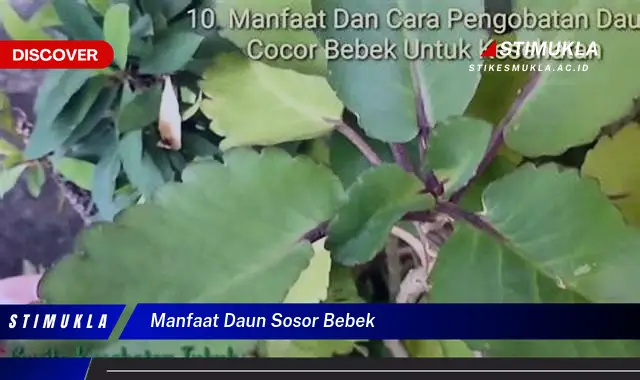 manfaat daun sosor bebek