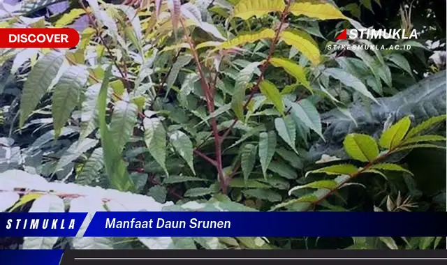 manfaat daun srunen