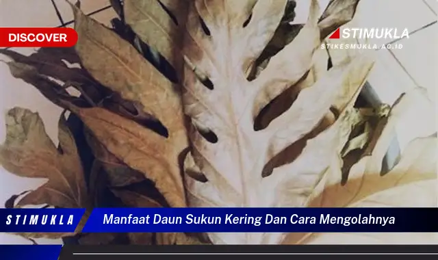 manfaat daun sukun kering dan cara mengolahnya